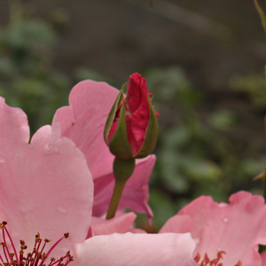 Z kwiatami z prostym, delikatnie różowym kolorze ta róża szlachetna posiada nietypowy wygląd. Odmiany z prostymi kwiatami możemy dobrze wykorzystać na brzegach klombów z roślinami wieloletnimi.